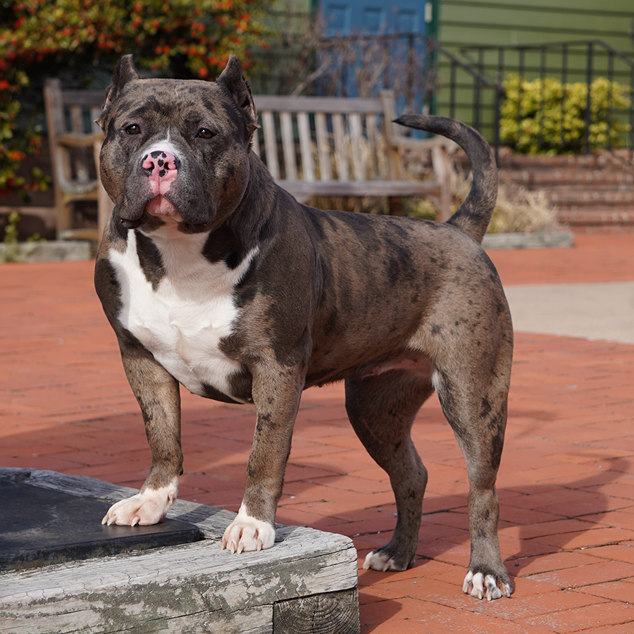 Read more about the article CBH Bullies’ Nova