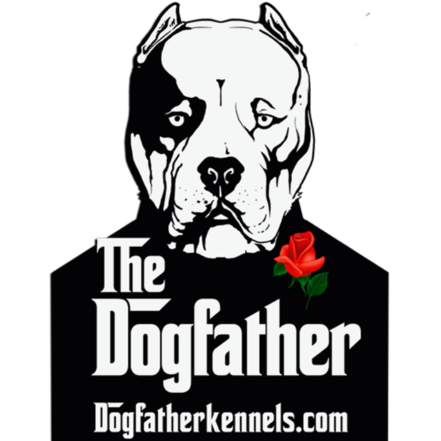 dogfather kennels xl american bully breeder and dog trainer in maryland usa