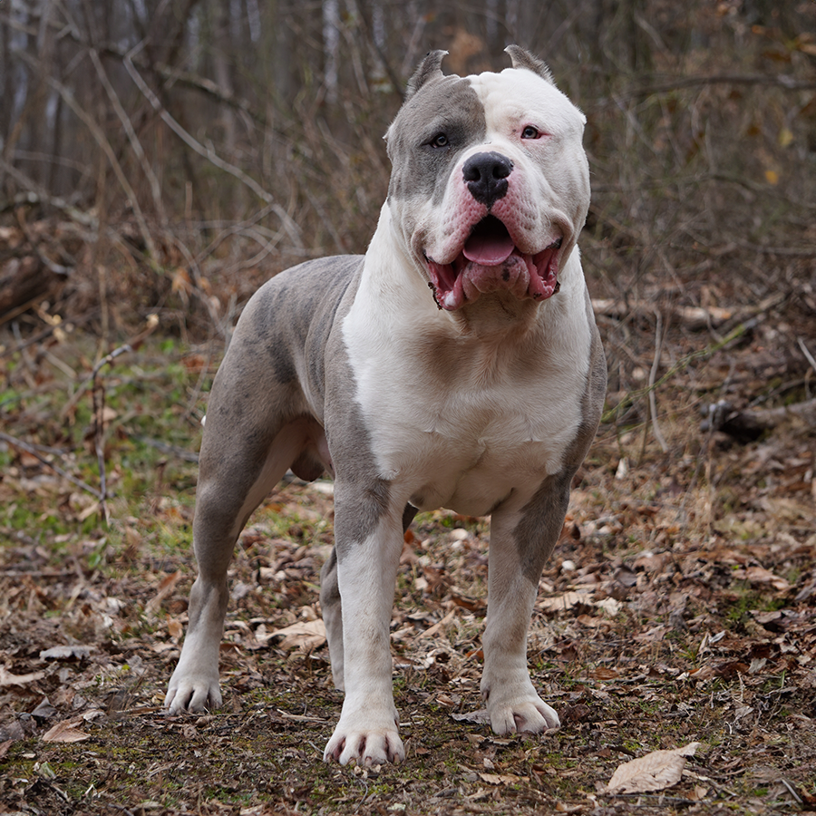 Read more about the article CBH Bullies’ Scrappy (Frank)