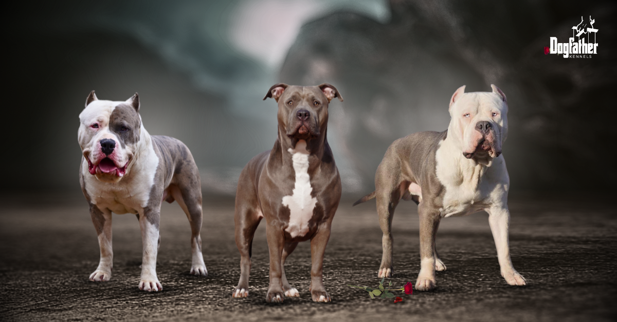 Bully breed kennels best sale