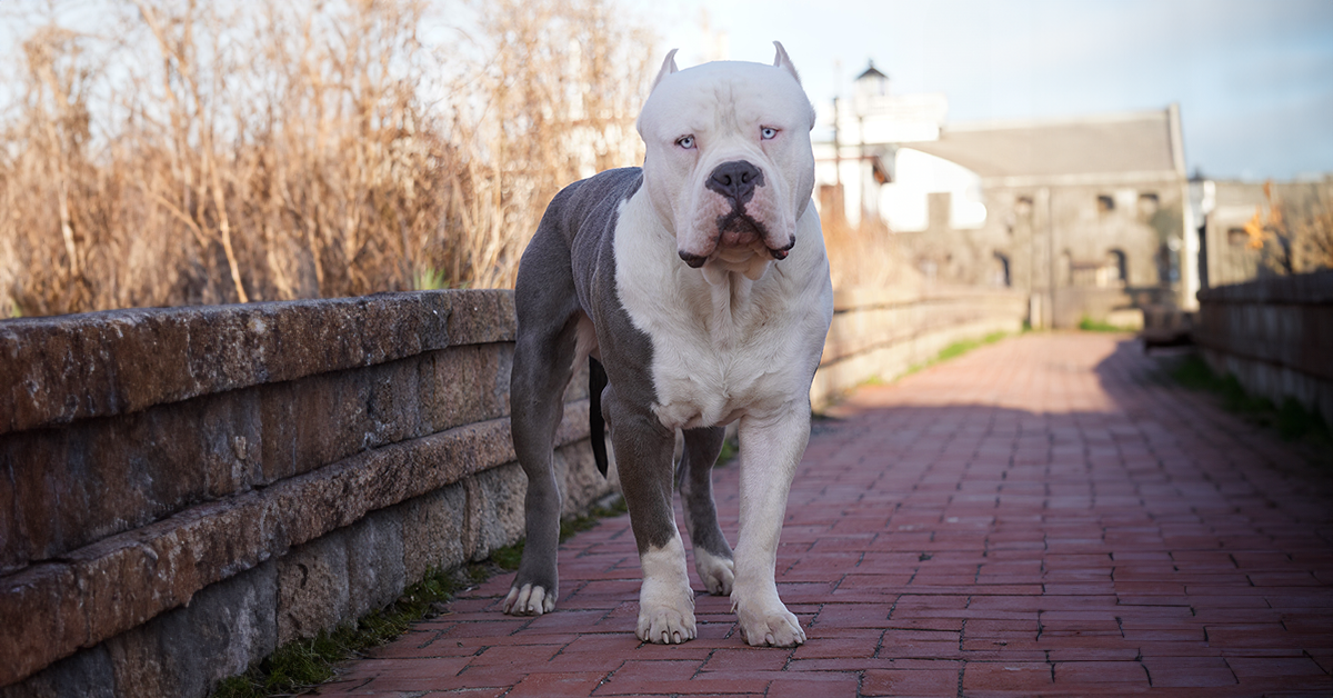 Extra large pitbulls for sale sale