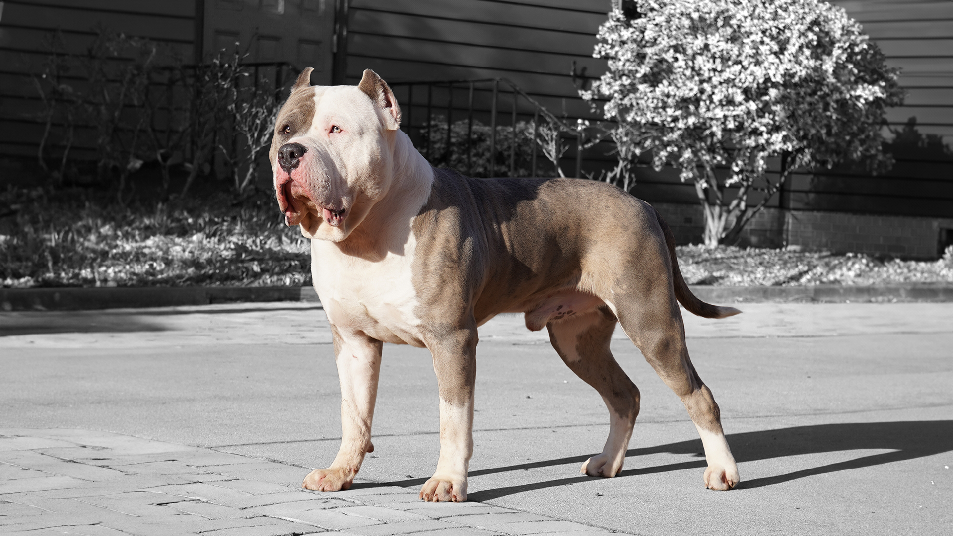 Read more about the article XL and XXL American Bully Bloodlines