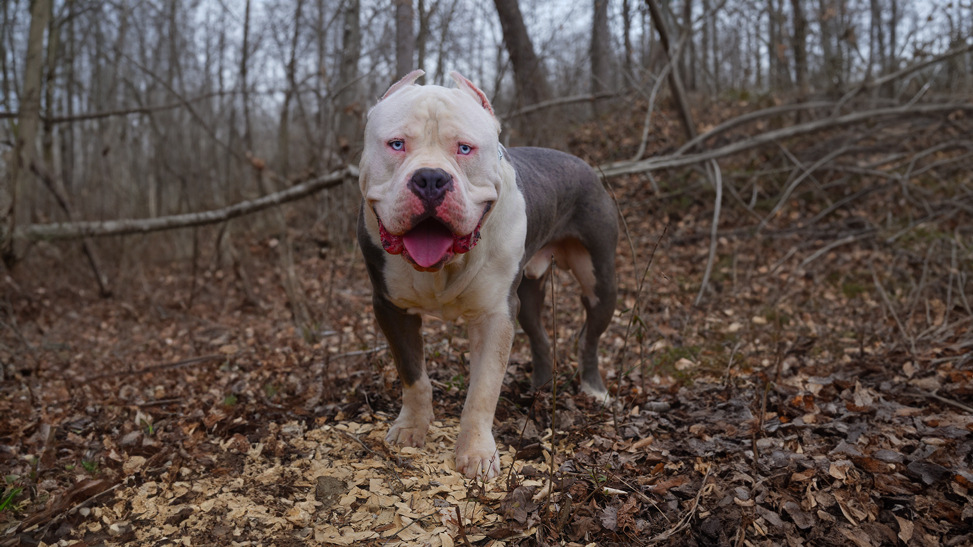 XXL and XL Bully bloodlines at dogfather kennels of maryland