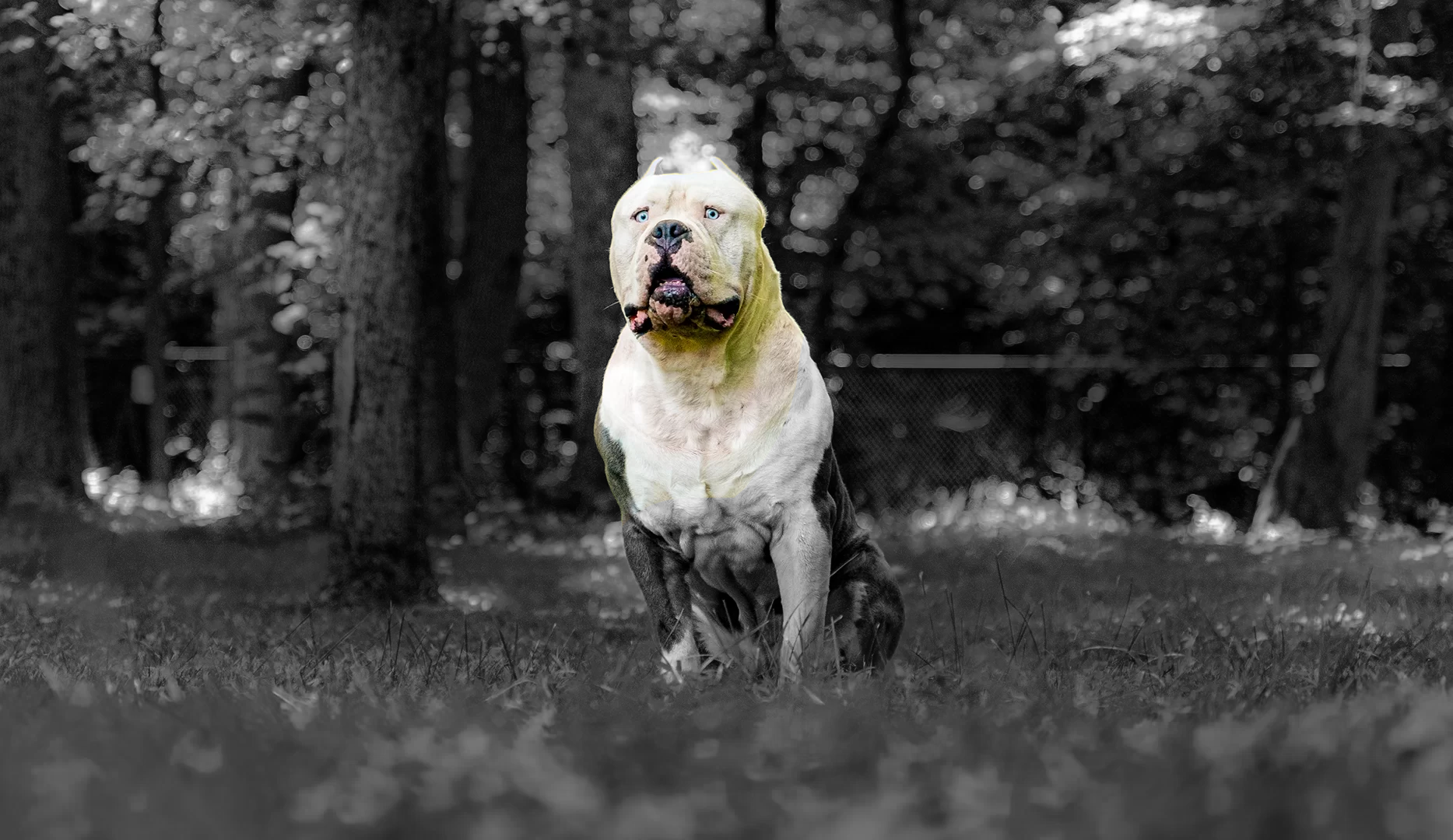 xxl american bullies for sale near me maryland bully breeders