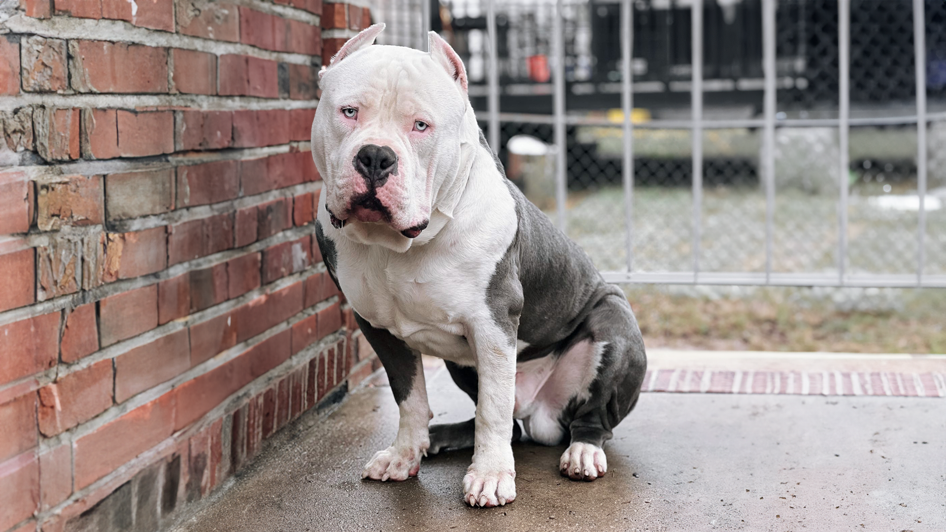 Sporting and Work Training for XL American Bullies and Cane Corso dogs